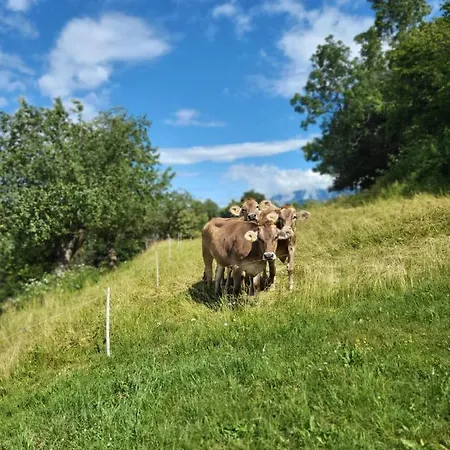 Oddih Pr Toniq Most na Soči